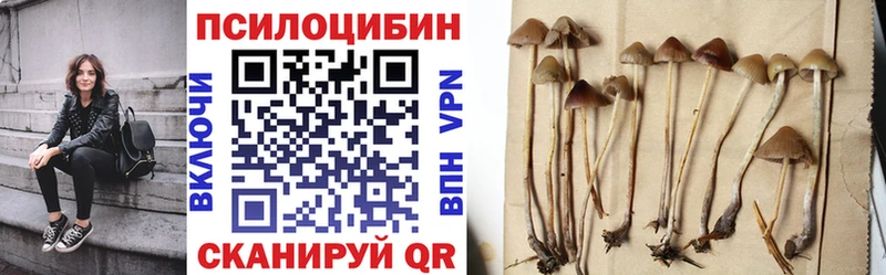 Псилоцибиновые грибы Psilocybe  Купить где  Тара 